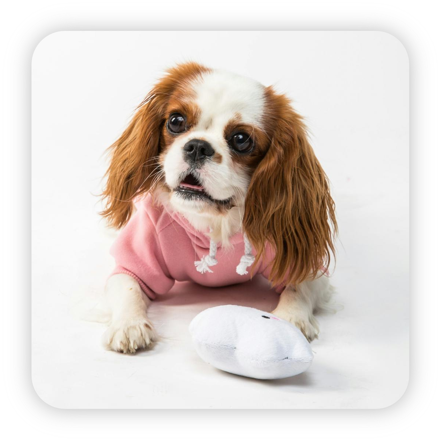 Reference image of a spaniel wearing a pink hoodie.